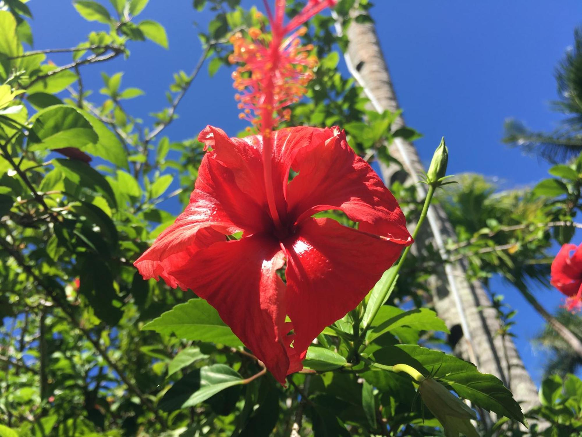 Taveuni Palms Resort Matei Eksteriør bilde